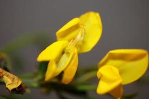 blomma blomma närbild spartium jenceum familjen leguminosae botanik foto