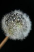 blomma blomma närbild taraxacum officinale blåsa boll asteraceae foto