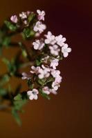 blomma blomma närbild thymus vulgaris familj lamiaceae bakgrund foto