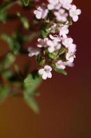 blomma blomma närbild thymus vulgaris familj lamiaceae bakgrund foto