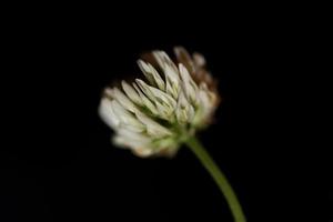 blomma blomma närbild bakgrund trifolium nigrescens leguminosae foto