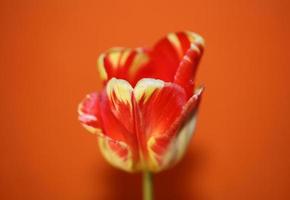 tulpan blomma närbild bakgrund familj liliaceae botaniska moderna foto