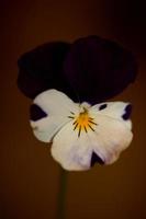 viola blomma blomma familjen violaceae närbild botaniskt tryck foto