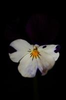 viola blomma blomma familjen violaceae närbild botaniskt tryck foto