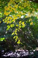 gröna säsongsbetonade löv i naturen foto