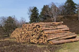 skogsbruk i naturreservatet fischbeker heide foto