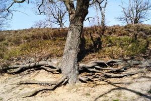 i naturreservatet fischbeker heide bredvid hamburg tyskland foto