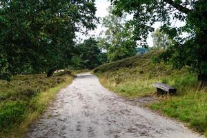 i naturreservatet fischbeker heide bredvid hamburg tyskland foto