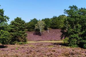 i naturreservatet fischbeker heide bredvid hamburg tyskland foto