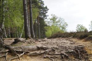 i naturreservatet fischbeker heide bredvid hamburg tyskland foto