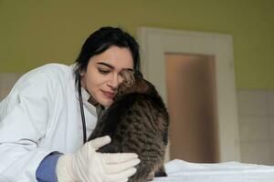 veterinärklinik. kvinnlig läkare porträtt på djursjukhuset håller söt sjuk katt foto