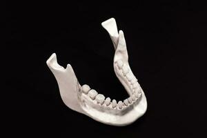 lägre mänsklig käke med tänder anatomi modell isolerat på svart bakgrund. friska tänder, dental vård och ortodontisk medicinsk sjukvård begrepp. foto