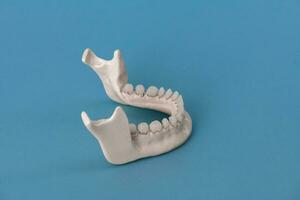 lägre mänsklig käke med tänder anatomi modell isolerat på blå bakgrund. friska tänder, dental vård och ortodontisk medicinsk begrepp. foto