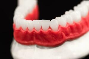 lägre mänsklig käke med tänder och tandkött anatomi modell isolerat på blå bakgrund. friska tänder, dental vård och ortodontisk medicinsk sjukvård begrepp. foto