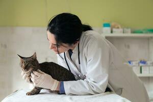 veterinärklinik. kvinnlig läkare porträtt på djursjukhuset håller söt sjuk katt foto