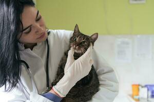 veterinärklinik. kvinnlig läkare porträtt på djursjukhuset håller söt sjuk katt foto