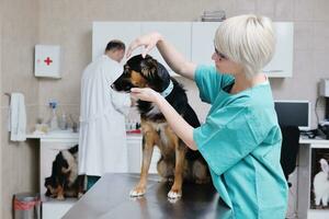 veterinär och assistent i en liten djurklinik foto