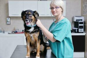 veterinär och assistent i en liten djurklinik foto