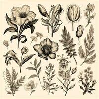 svart och vit ritningar av blommor och växter, hand ritningar foto