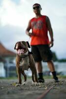 närbild, en brun pitbull hund den där hans ägare är spelar med i de stad. foto