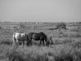 langeoog ön i Nordsjön foto