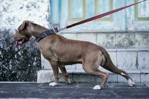 närbild, främre se av en pitbull hund varelse spelade med i ett urban område foto