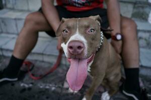 närbild, en brun pitbull hund den där hans ägare är spelar med i de stad. foto