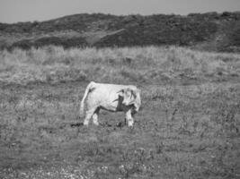 de ö av langeoog i Tyskland foto