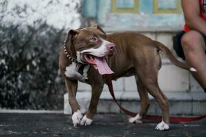 närbild, främre se av en pitbull hund varelse spelade med i ett urban område foto