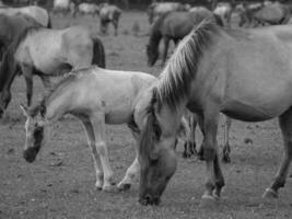 hästar på en tysk fält foto