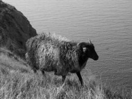 helgoland ön i Nordsjön foto