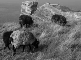 helgoland ön i Nordsjön foto