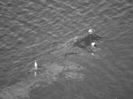 helgoland island i tyskland foto