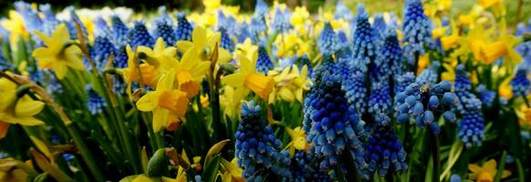 en vår blomma bakgrund med gul påskliljor och blå druva hyacinter. foto