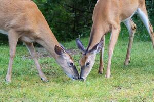 whitetail rådjur utfodra näsa till näsa i ett öppen fält foto