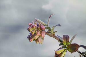 frost på blåbär blommor och löv foto