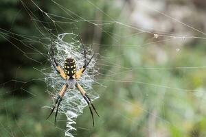 gul och svart klot vävare Spindel spinning en webb foto