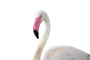 flamingo fågel på vit bakgrund foto