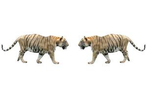 tiger i Zoo på vit bakgrund foto