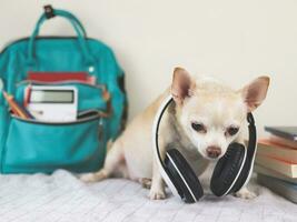 brun kort hår chihuahua hund bär hörlurar runt om nacke Sammanträde på säng och vit bakgrund med grön skola ryggsäck med skola leveranser och stack av böcker. tillbaka till skola begrepp. foto