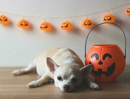 brun kort hår chihuahua hund liggande ner på trä- golv med halloween hink och halloween pumpor dekoration på vit vägg bakgrund. ser på kamera. foto