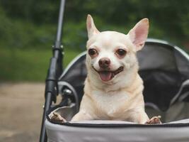 brun kort hår chihuahua hund stående i sällskapsdjur sittvagn i de trädgård. leende lyckligt. foto