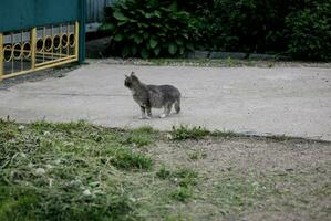 grå katt jägare foto