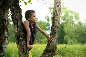 pojke klättrande en träd och se på himmel känsla fast besluten, asiatisk ung pojke med träd, barn kramas träd, koncept utbildning och miljö, kärlek värld och naturlig, naturlig och himmel solnedgång bakgrund, slappna av. foto