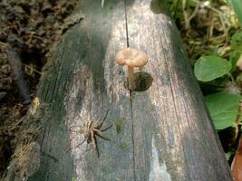 en Spindel med svamp på de död- trä foto