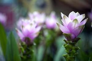 färgglada levande romantiska flora blommor och blad foto