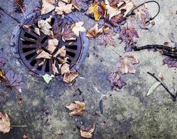 höst höst torra blad säsongens flora koncept foto