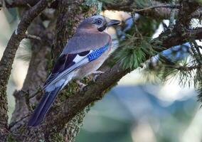 eurasian jay, garrulus glandarius foto