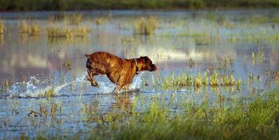 boxare hund spelar i de vatten foto