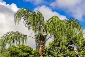 natur med palmer på tropiska ön ilha grande brasilien. foto